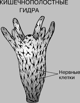 Как восстановить доступ к аккаунту кракен